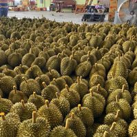 ค้าส่ง ผลไม้ ราคาส่ง สถานที่รับสินค้า รังสิต แกลง เนินสูง