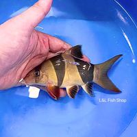 L&L Fish Shop Thailand