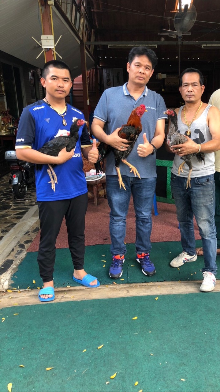 ไก่ชิง สาย ไฉน ดอนเมือง💯ของดีราคาถูกมีอยู่ที่นี่