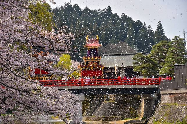 沐浴在櫻花飛舞下 日本三大美祭岐阜的高山祭 春 是日日本 Line Today