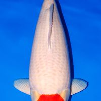 Koki Koi Farm (Nishikigoi from Japan)