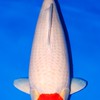Koki Koi Farm (Nishikigoi from Japan)
