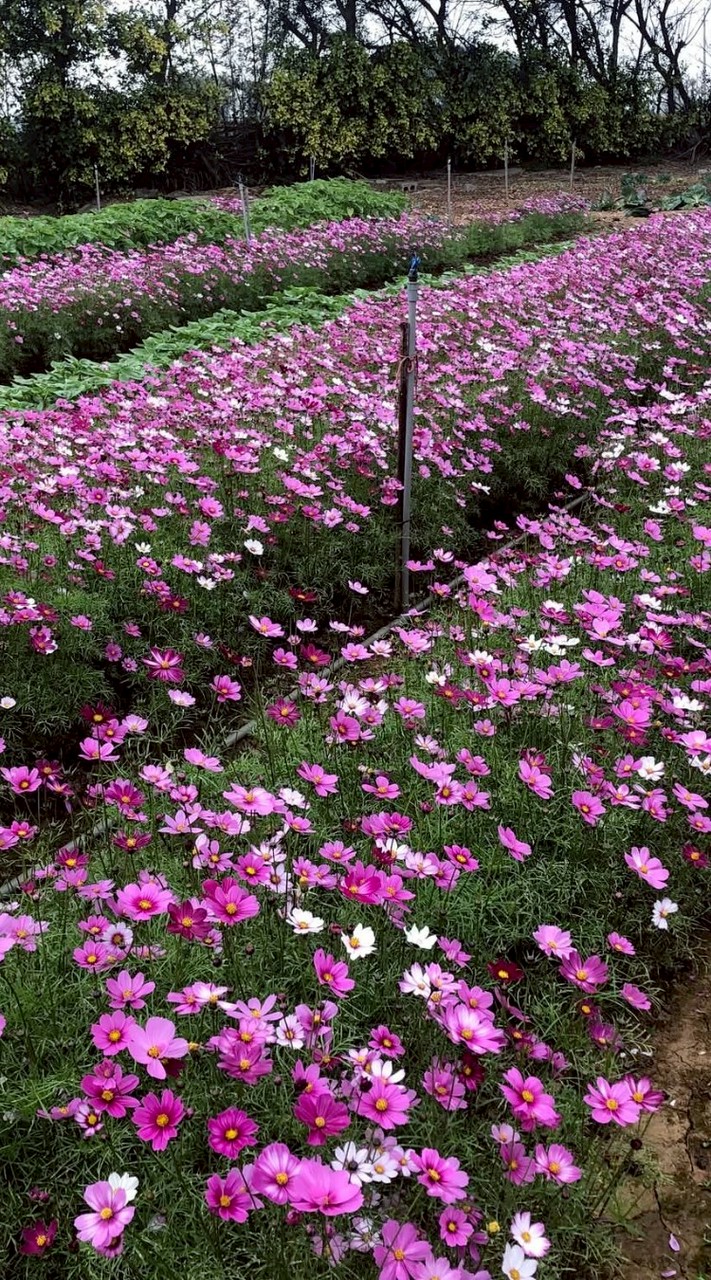 MU有機農場計畫