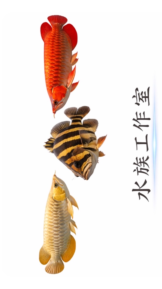 興豪精品水族