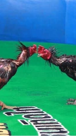 ใหญ่พยัคฆ์ ชัยนาท 🐓