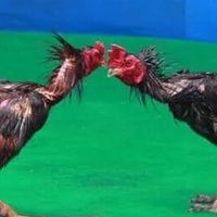 ใหญ่พยัคฆ์ ชัยนาท 🐓