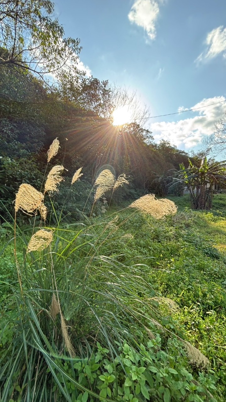 🌱願心天空道場🌼動靜止觀定慧愛💖迎向心的解脫🌤️