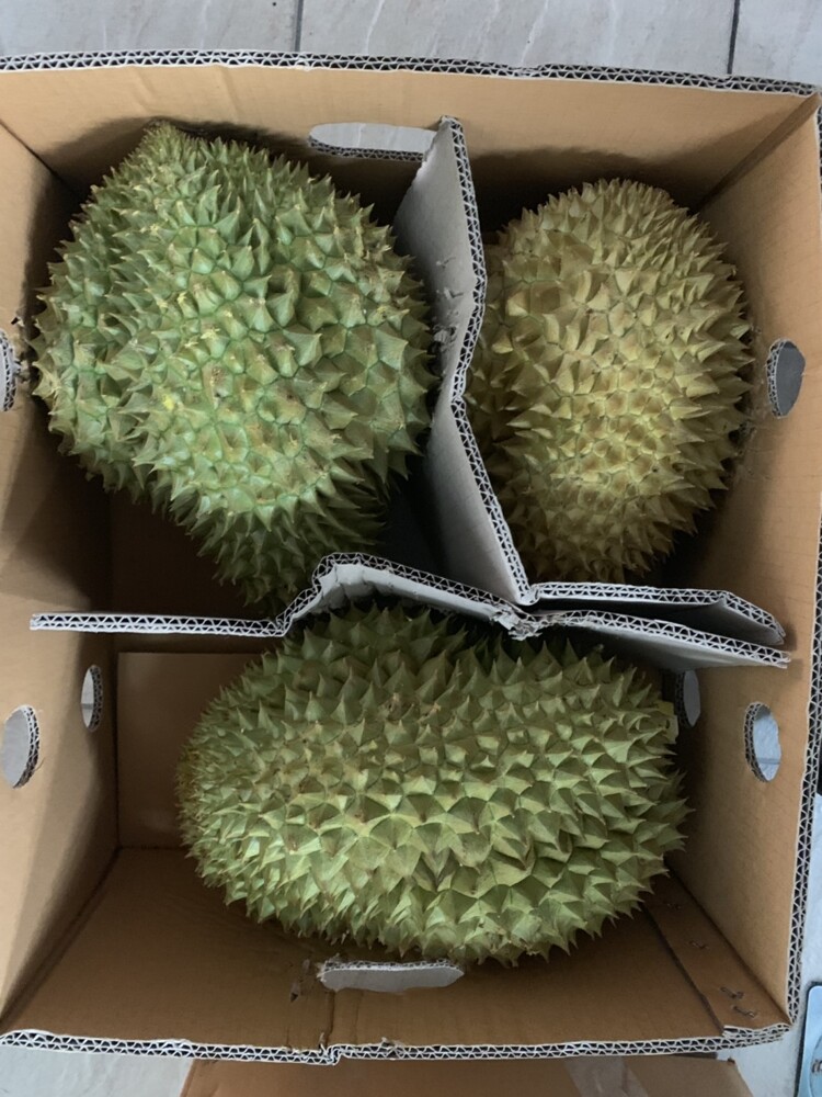 泰國水果之王 金枕頭榴槤 18台斤/箱(約3~4顆裝) *淡黃果肉又軟又甜 *富含維生素ABC、鎂、鉀、磷、鋅、鐵、鈣與蛋白質 產地：泰國 重量：18台斤/箱(每箱約3-4顆裝)±10% 運送方式： 