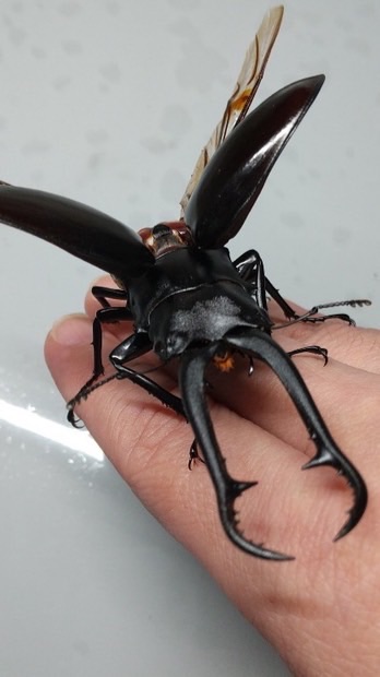 in関東　クワガタ採集