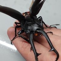 in関東　クワガタ採集