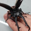 in関東　クワガタ採集