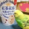 ピヨピヨ星   インコ好き✨