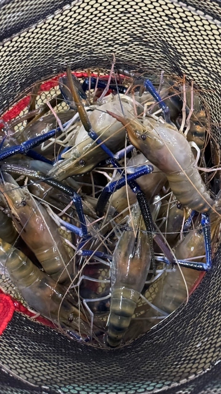 🦐台中全區揪愛吃泰國蝦買賣社🍤