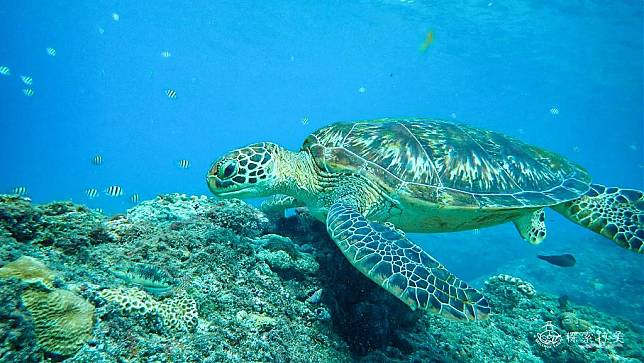 ▲屏東親子旅遊推薦-小琉球海龜。 （圖／Tripbaa趣吧！自由行專家）