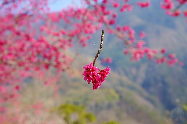 望高茶園櫻花森林