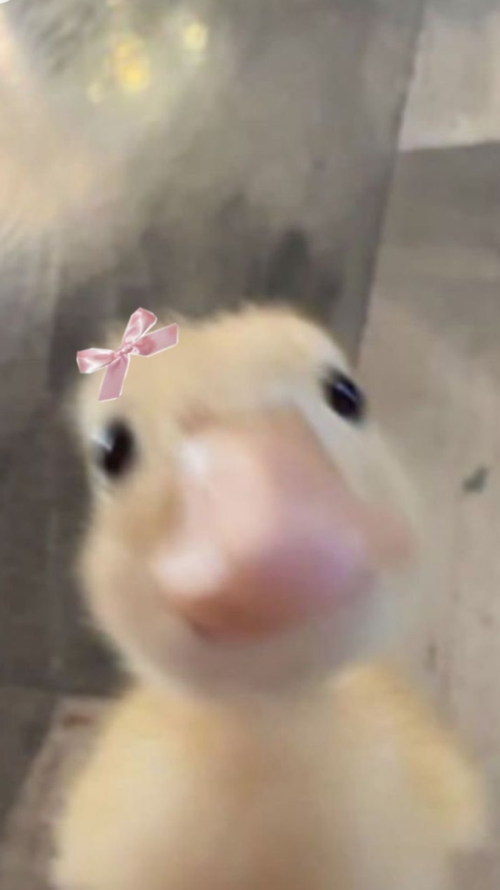 ลูกเป็ดสีเหลือง