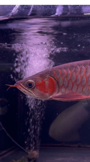 魚客來水族龍魚館