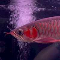 魚客來水族龍魚館