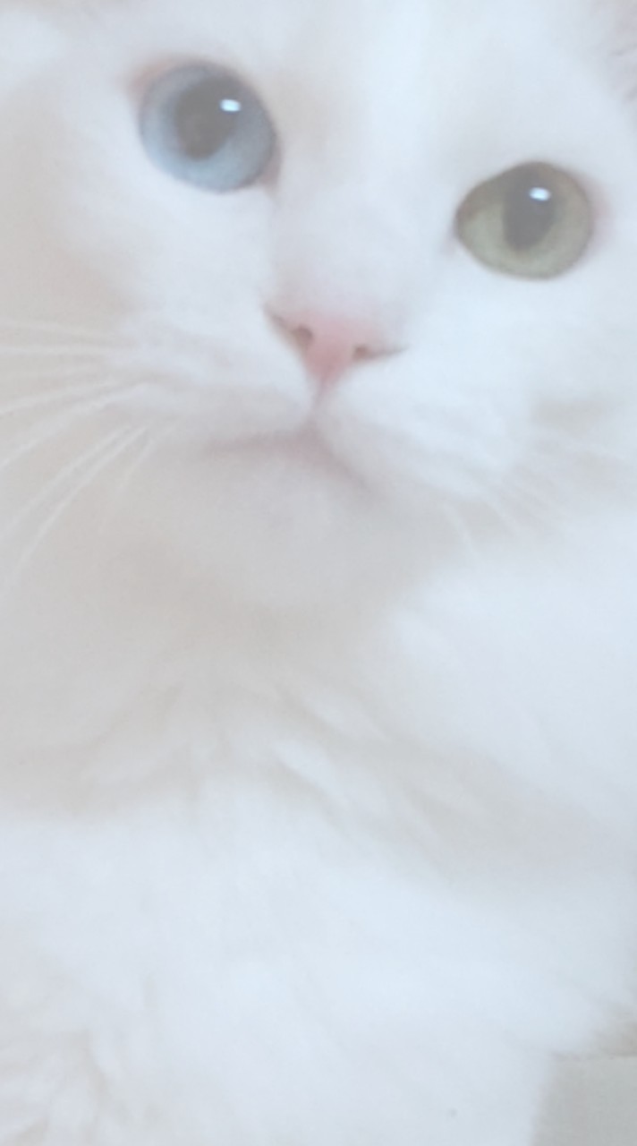 オッドアイの白猫の飼い主さん集合！
