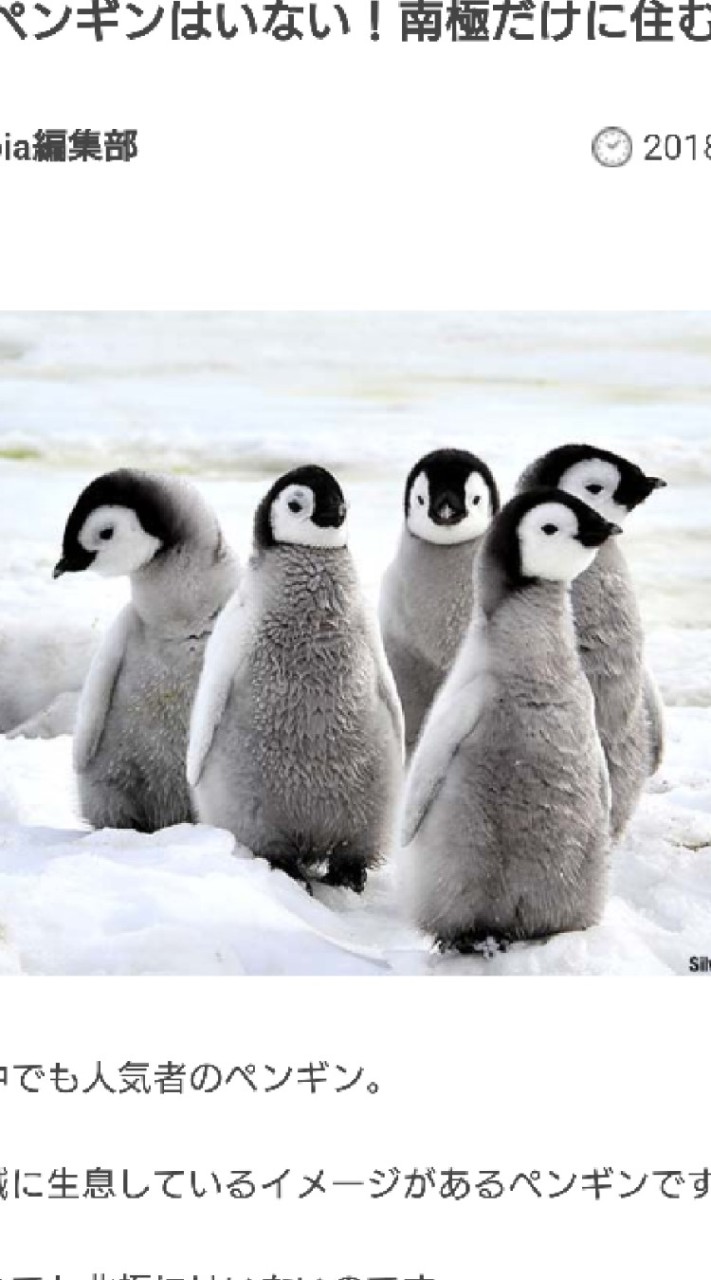 ペンギン好き🐧集まれ！🐧🐧🐧
