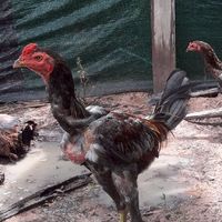 🔥🐯🐓ฅนเลี้ยงไก่ชน🐓🐯🔥