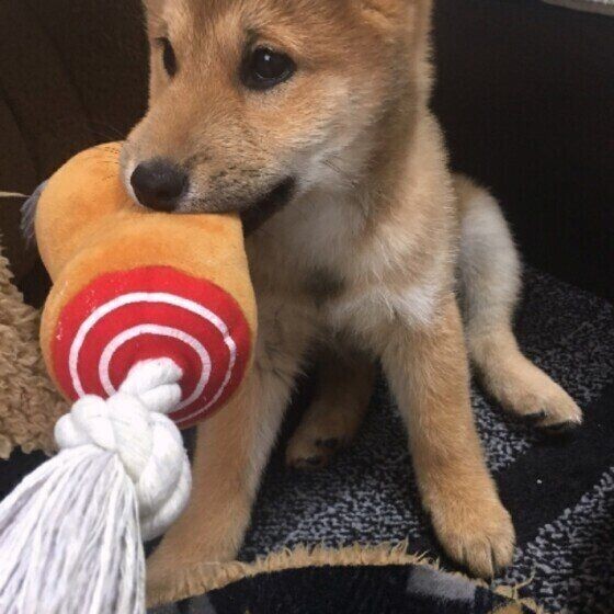 犬の室内飼い Or 外飼い 実際の飼い主のリアルな意見は