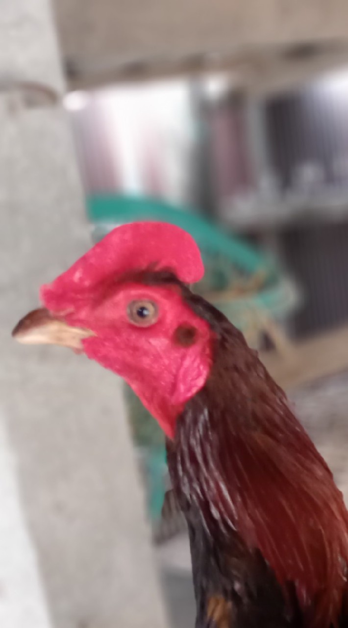 สนามชนไก่หนองน้ำรัด