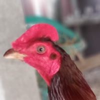 สนามชนไก่หนองน้ำรัด