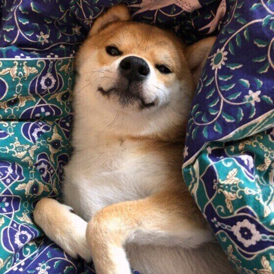 黒い毛色の柴 黒柴 の魅力を大解剖 マロ眉のヒミツも