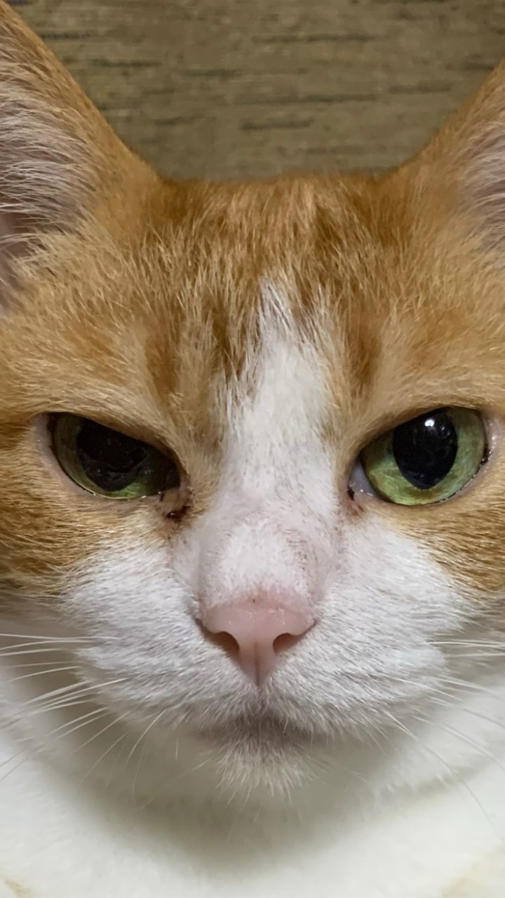 猫好き集まれ