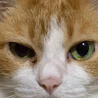 猫好き集まれ