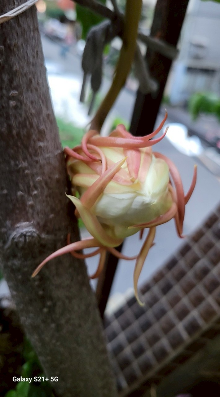 土豆一家人