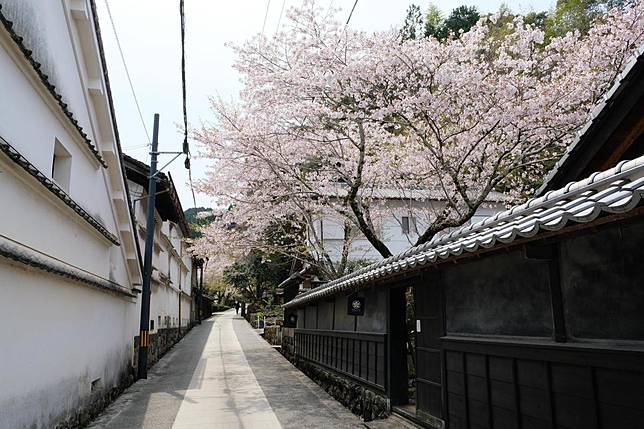 快筆記 疫情過後咱們日本高知縣賞花去 鏡週刊 Line Today