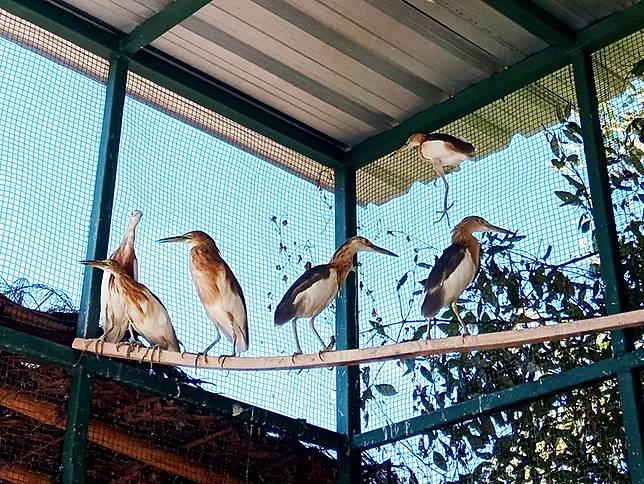Kampung Ini Adalah Tempat Seru Melihat Burung Air