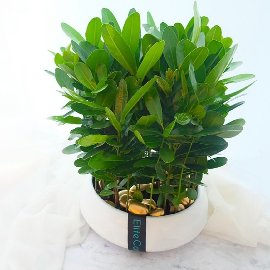 天秤座開運植物推薦：合果芋