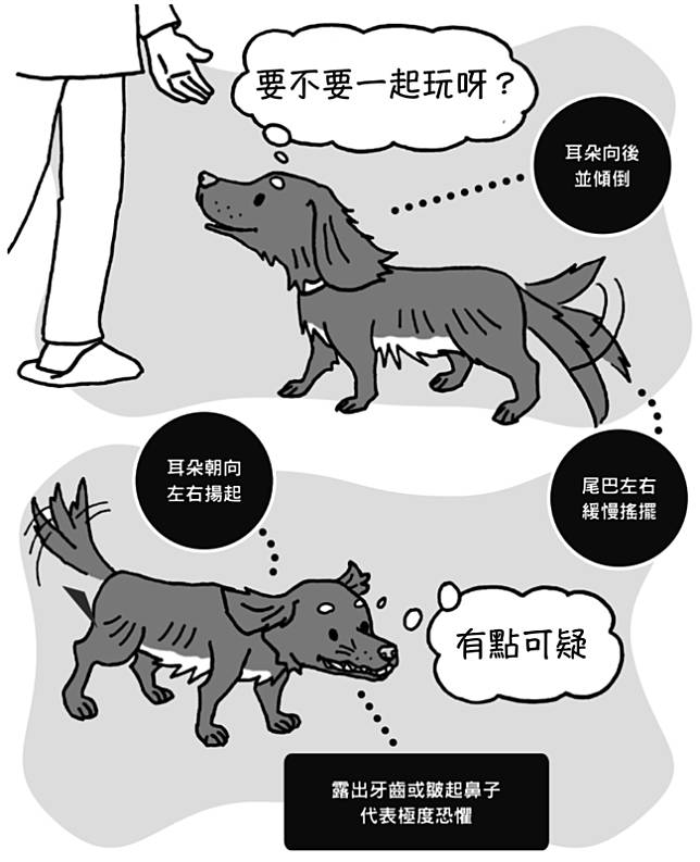 耳朵方向意義大不同 誤判愛犬的心情 會讓毛孩很傷心 女人迷womany Line Today