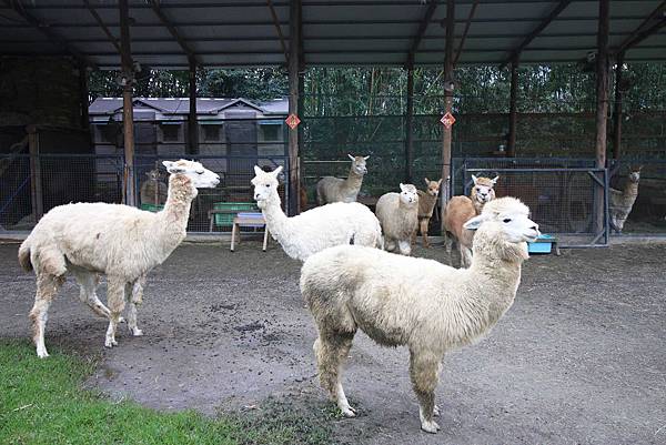 【新竹旅遊】綠世界生態農場-可愛動物互動農場