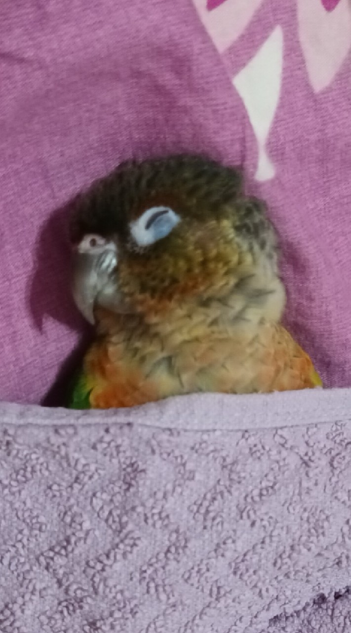 家有鸚鵡