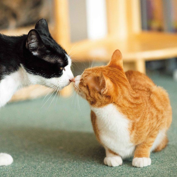 猫にフローリングはよくない？ 起こりがちなケガや懸念点