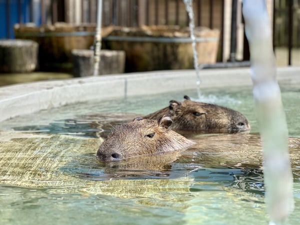 不用飛日本就能當櫻花妹！全台十間和服浴衣體驗推薦，這間居然還能先吃燒肉！