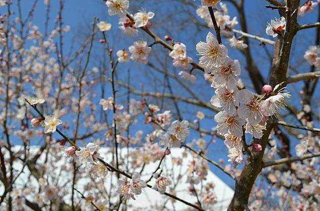 走進日本九州賞梅名所 人吉梅園 赴人吉梅花節共賞傲雪清香 Traveler Luxe大人的美好時光 Line Today