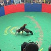 สนามไก่ชนเชียงคำทำเลทอง