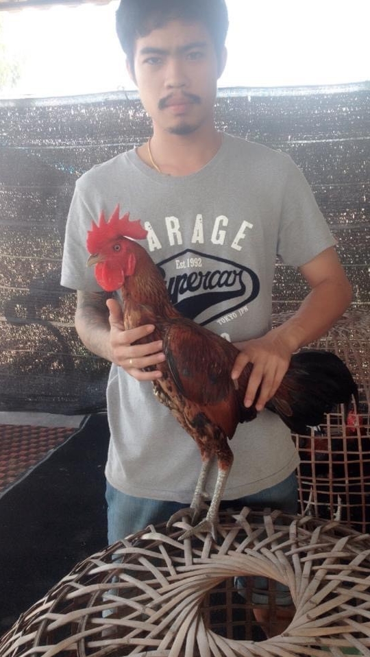 ข่าวสานราคา สดวงในไก่ชน