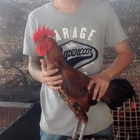 ข่าวสานราคา สดวงในไก่ชน