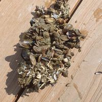 蚵息專賣
