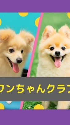 ワンニャンクラブ