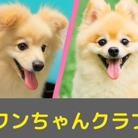 ワンニャンクラブ