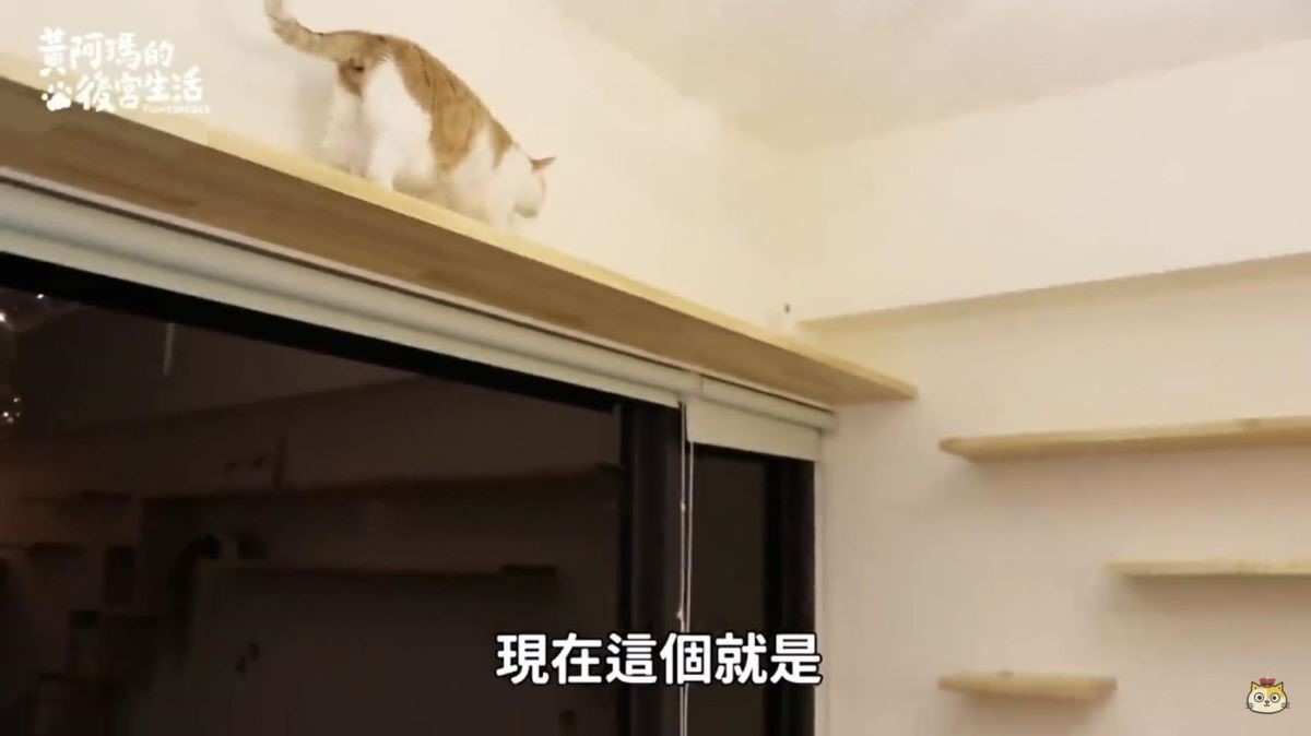 加長型的貓步道結合貓跳台，雖然很符合貓咪們的需求，但也需跟房東進行充分溝通，退租後更要還原成原本的樣貌。