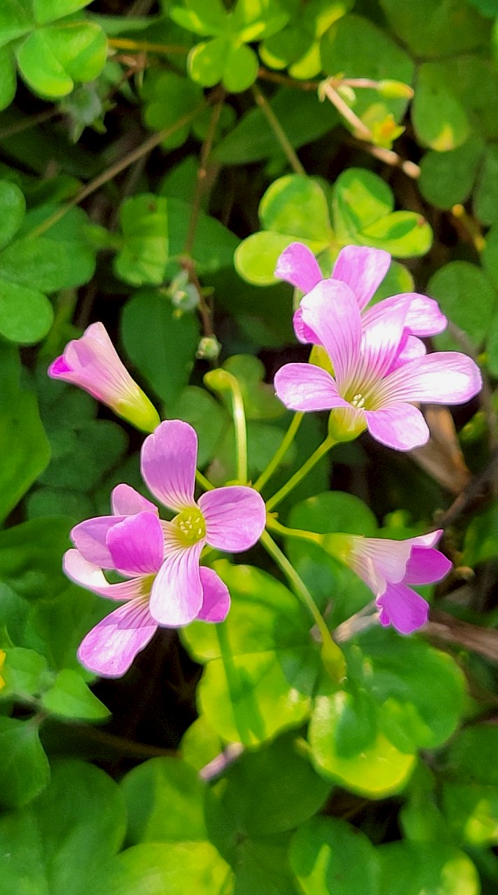 40+~80+ 巧遇花開