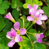 40+~80+ 巧遇花開